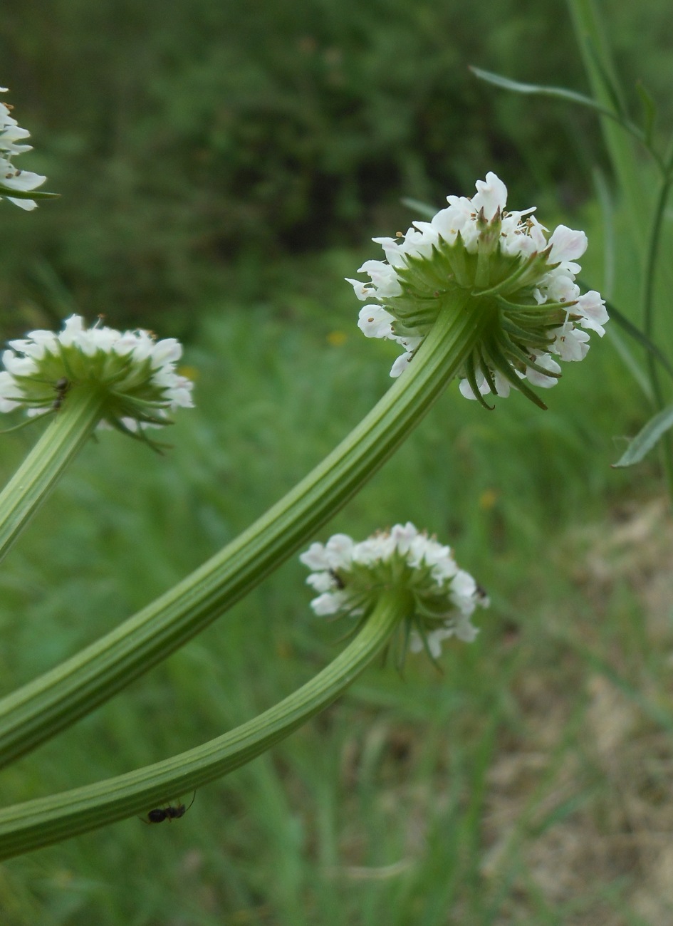 Oenanthe silaifolia M.Bieb./Finocchio acquatico silaifoglio